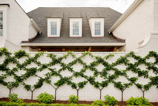 Wall Vines Home Vines Landscaping The wall vines are actually pear trees #Vines #wallvines #landscaping #gardens #plants Allard Ward Architects