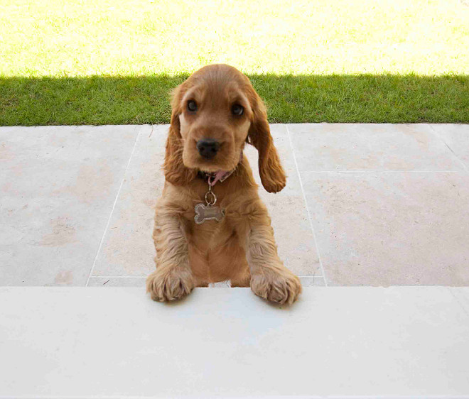 Puppy. Hey, everyone... I thought you might want to meet "Poppy" - the puppy. Isn't she adorable? Look at those eyes! #Puppy #Puppynames #Dognames Hayburn & Co. 