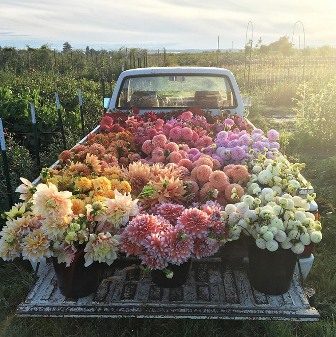 Flowers. Flowers. Flowers farm. Flowers in the back of an old truck.. #flowers #farm Via floretflower