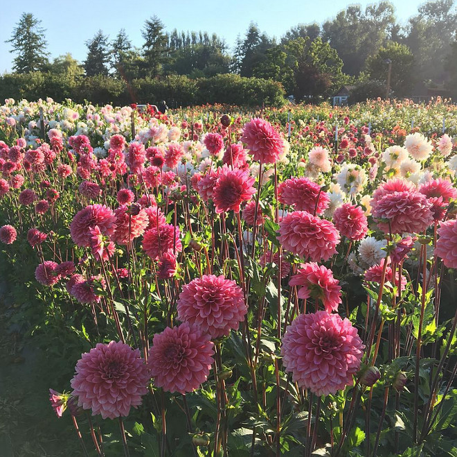 Dahlia. Sunrise in the dahlia patch might just be the prettiest place in the whole wide world. #Dahlia #gardens Via floretflower