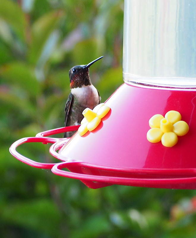 Humminbird. Our summer friends who make the long journey each year to feast on our feeders and provide free entertainment! Home Bunch Beautiful Homes of Instagram wowilovethat