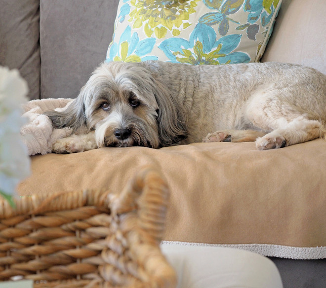 Harper is our, almost human, Tibetan Terrier and he matches our décor perfectly! #TibetanTerrier Home Bunch Beautiful Homes of Instagram wowilovethat