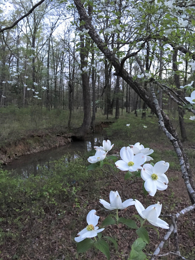 Nature. Nestled on 5 acres with a creek wandering around the property, you'll find lots of naturally growing dogwoods lining the creek and wildlife playing on the property. #nature Beautiful Homes of Instagram @theclevergoose