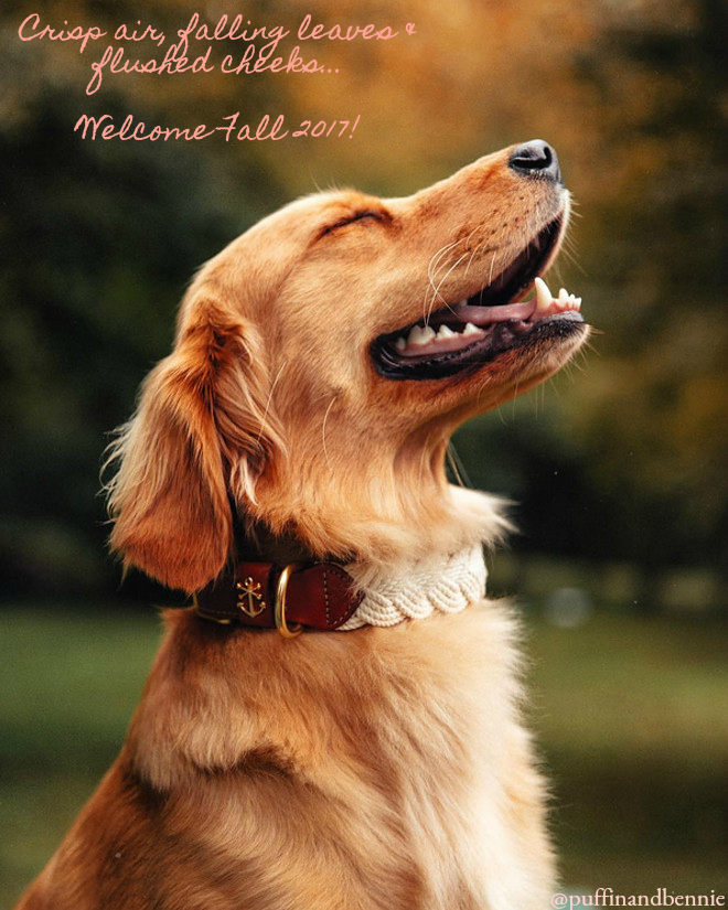 Crisp air, falling leaves & flushed cheeks... welcome Fall 2017! Photo by @puffinandbennie