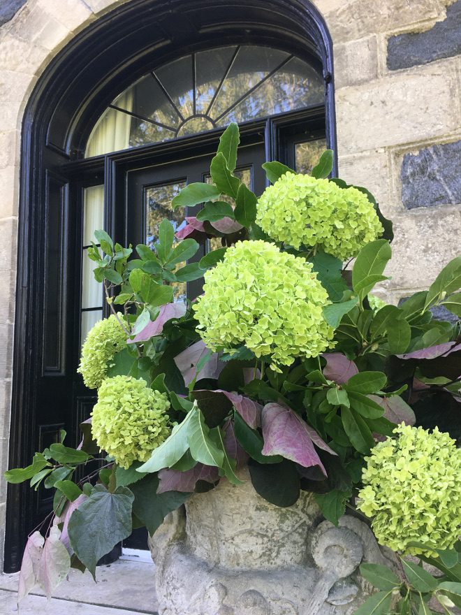 Lime hydrangeas planter. Lime hydrangeas planter. Lime hydrangeas planter. Lime hydrangeas planter. Lime hydrangeas planter #Limehydrangeas #planter @cynthia_weber_design