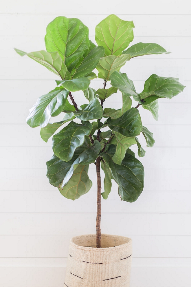 Fiddle Leaf Tree 2540 Love ©AlyssaRosenheck #FiddleLeafTree