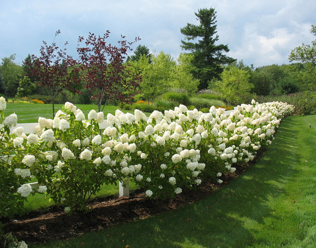 Garden Ideas. Limelight Hydrangeas. #Garden #LimelightHydrangeas #Hydrangeas Linden L.A.N.D. Group