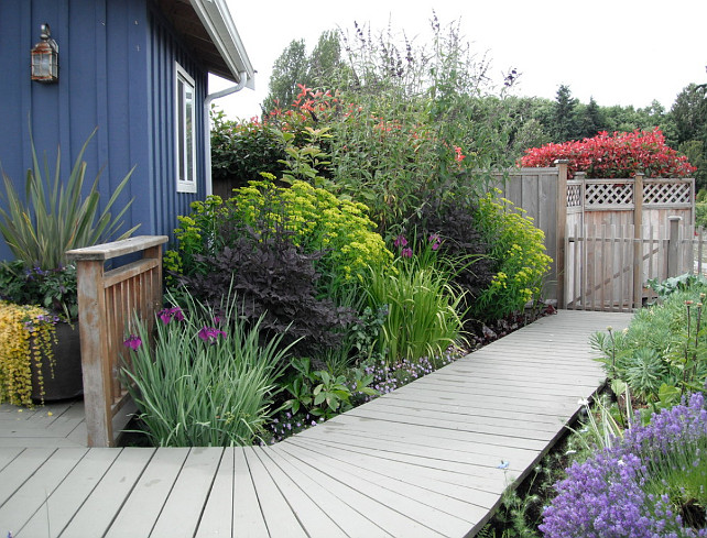 Garden Plant Ideas. Planning a Garden. Garden Plants: The first plant is a Japanese Iris, the dark purple plant is Cimicifuga racemosa 'Brunette', the lime coloured plant is a Euphorbia jaquemontii, the tall shrub is a buddleia (Butterfly Bush), the smaller plants in the front row are annuals. Brachycome (Swan river daisy) and the foliage on the front row near the cimicifuga is a double flowered Hellebore. The right side of the photo has Lavender 'Munstead', Variegated iris, Euphorbia wulfenii, and the annuals on the first row are Nigella (love in a mist). #Garden #Plants