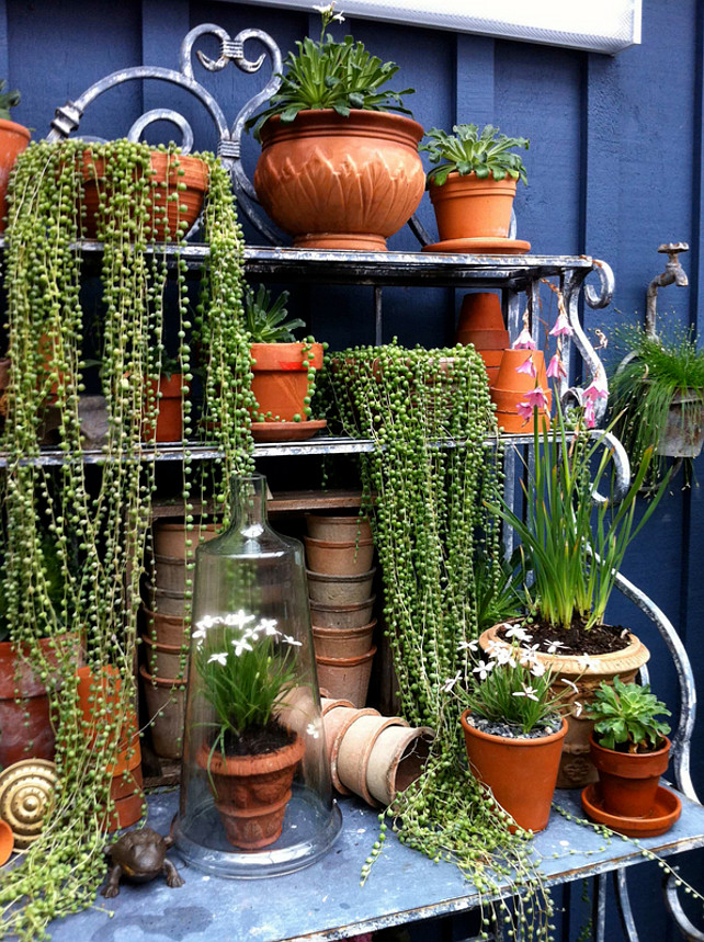 Garden Plants. Pot plants. Pot Plant Ideas. Cloche jar Plants. Container plants. Greenhouse. Potted plants. Potting bench. Senecio rowleyanus, String of pearls, Succulents, Terra cotta pots. Glenna Partridge.