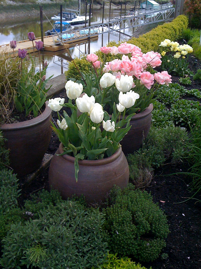 Garden. Planters. Cottage Garden cottage. Cottage perennial. Garden pink flowers. Pots and planters. Purple flowers. Spring flowers. Tulips, Vancouver gardens, White flowers Glenna Partridge.