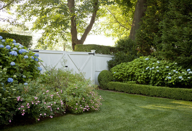 Hydrangeas. Backyard white fence, white gate, hedges, mature landscaping and blue hydrangeas. #hydrangeas Emily Gilbert Photography