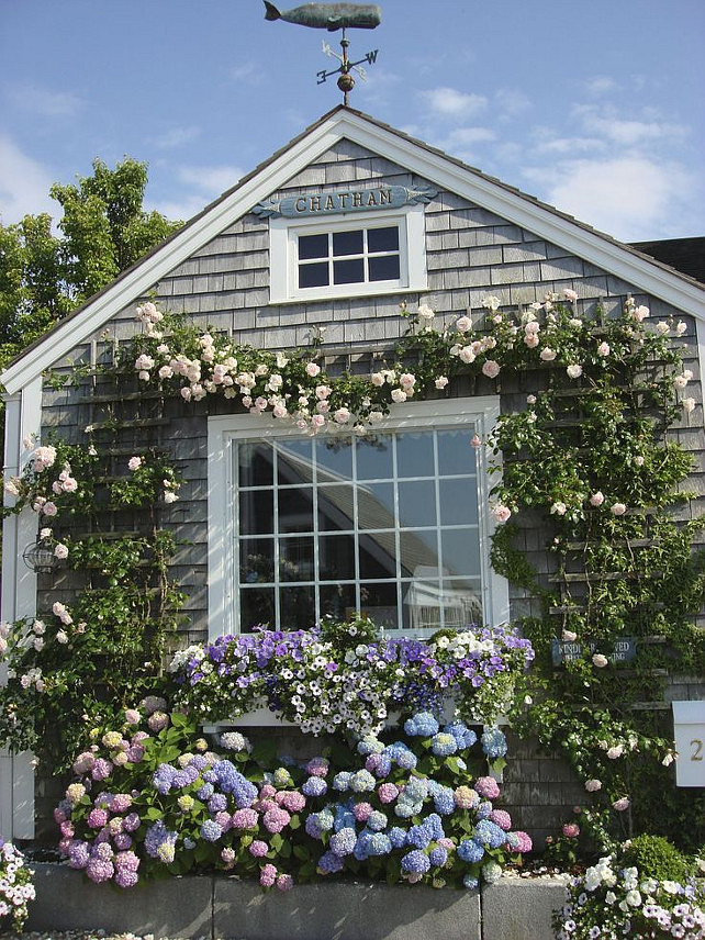 Nantucket Cottage. Shingle Nantucket Cottage. Nantucket Beach Cottage. Shingle Cottage with Roses and Hydrangeas. #NantucketCottage #Nantucket #NantucketHome #NantucketShingleCottage Via Ladybug Variety.