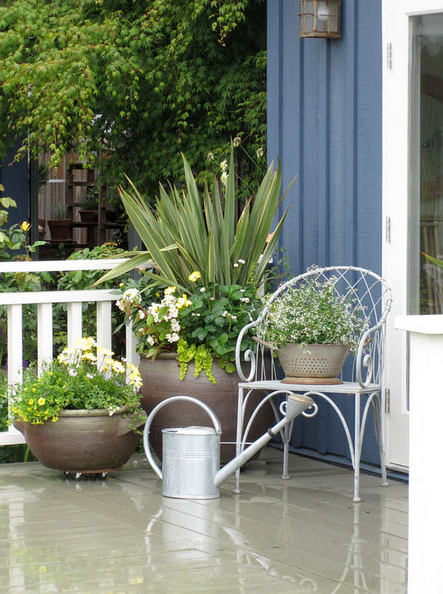 Potted Plants. Planters. Planter Ideas. Front door planters. The plants used on planters are mainly pale yellow, white, flowers and foliage - Large container: Phormium, lime green trailer is LYSIMACHIA NUMMULARIA 'AUREA', large mass of green on left is Strawberry plant - ever bearing type (edible), White flowers on right are Dahlia, Begonia richmondensis white, Osteospermum pale yellow variety, a miniature pale yellow climbing rose was also tucked into the container and shows up nice against the blue cottage. The colander on the chair has Euphorbia 'Diamond Frost' in it (Actually the plant is in the original container not planted in colander). The medium sized container has 3 Osteospermum pale yellow in the centre, 1 yellow Calibrachoa million bells trailing in front, and few white Bacopa trailers, white Nemesia near the Osteospermum. 