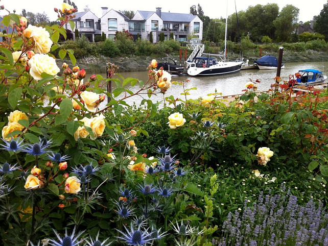 Rose Ganden Ideas. Country Rose Garden. Cottage Rose Garden #RoseGarden #Rose #Roses #Garden Glenna Partridge Garden Design.