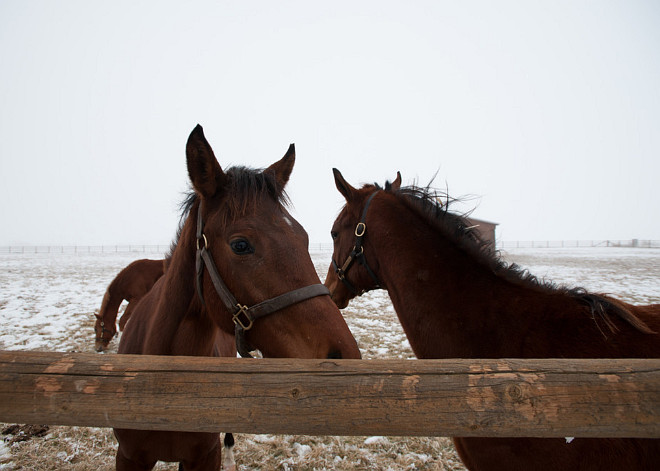 Horses. Horses on Snow. Brown horses on snow. #Horses #Snow Designs Northwest Architects.