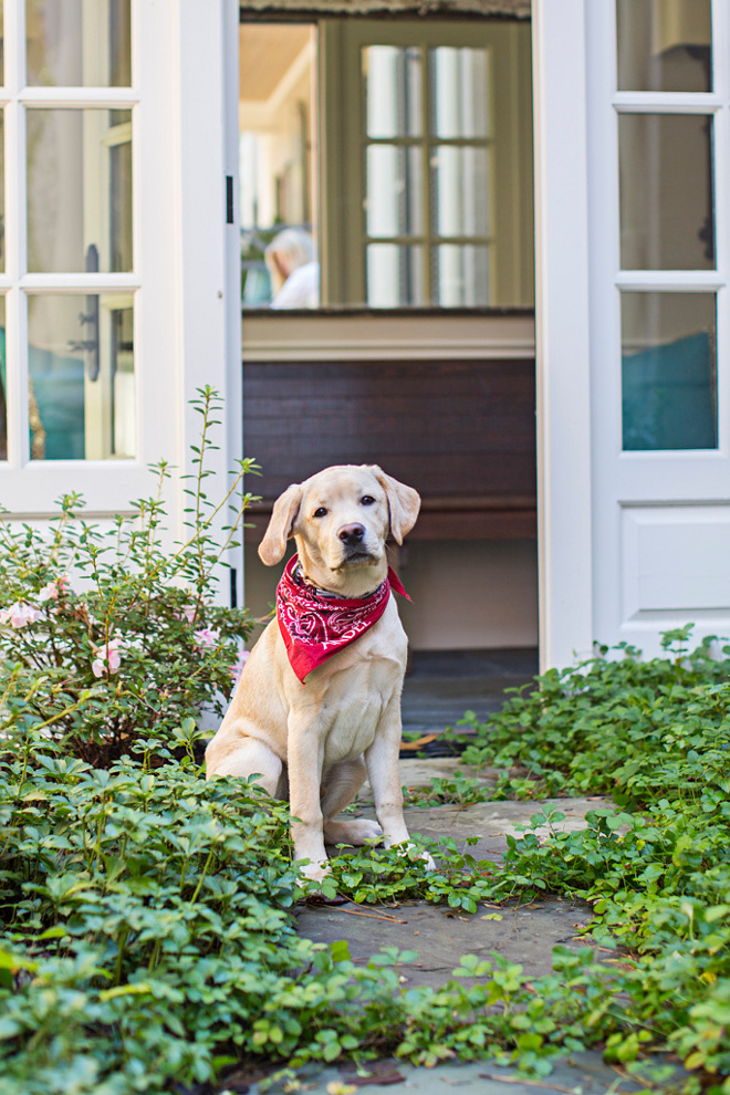 Puppy by the door. Front yard, Front Door Puppy. #frontdoor #frontyard #puppy Tillman Long Interiors.