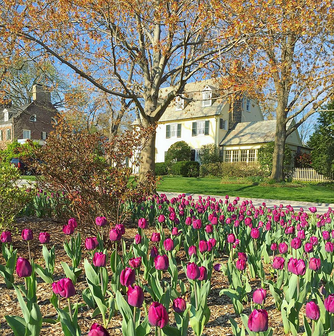 Tulip Gardens. Tulip Garden. Tulip Garden Ideas. Tulips. Garden. Tulip Garden #TulipGarden #Tulip #Garden #Tulips Gardens Howie Guja via Instagram.