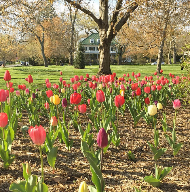Tulips. Tulips. Tulips. #Tulips Photo by Jana Guja via Instagram.