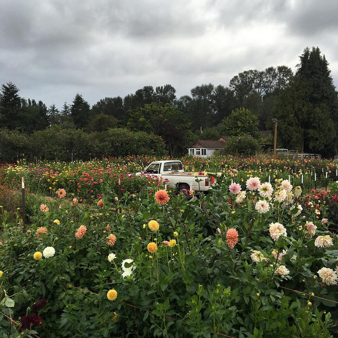 Farmhouse. Flower Farm. Dreamy place to call home, flower farm with a small farmhouse and an old truck. #farmhouse #flowerfarm #oldtruck Via floretflower