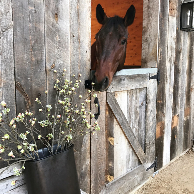 Horses. Reclaimed barn in the backyard. Living on an equestrian community allow us to have our horses living in the newly constructed reclaimed wood barn at the back of our yard. #horses #barn #backyard #equestriancommunity #equestrian Beautiful Homes of Instagram @SanctuaryHomeDecor