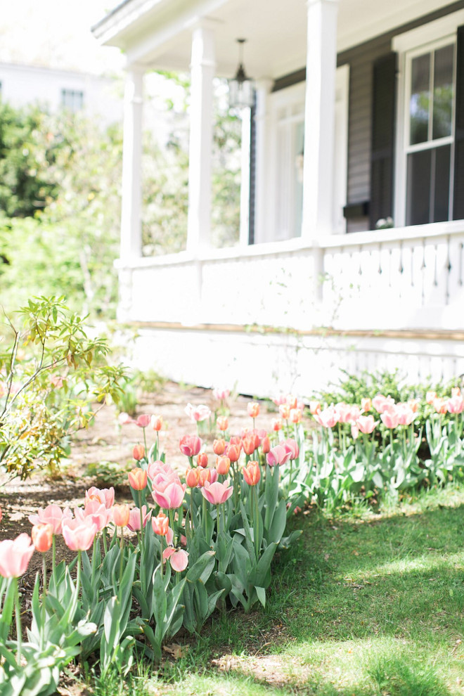 Tulip garden ideas. A row of tulips welcome you home. Tulip gardens. #Tulip #gardenideas Home Bunch Beautiful Homes of Instagram @finding__lovely