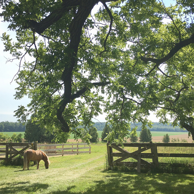 Farm. Country living farm. The dream of living on a farm. Our life here is filled with many activities. We have two mini horses, five chickens, a rooster and two dogs. #farm #countryliving Home Bunch's Beautiful Homes of Instagram Cynthia Weber Design @Cynthia_Weber_Design 
