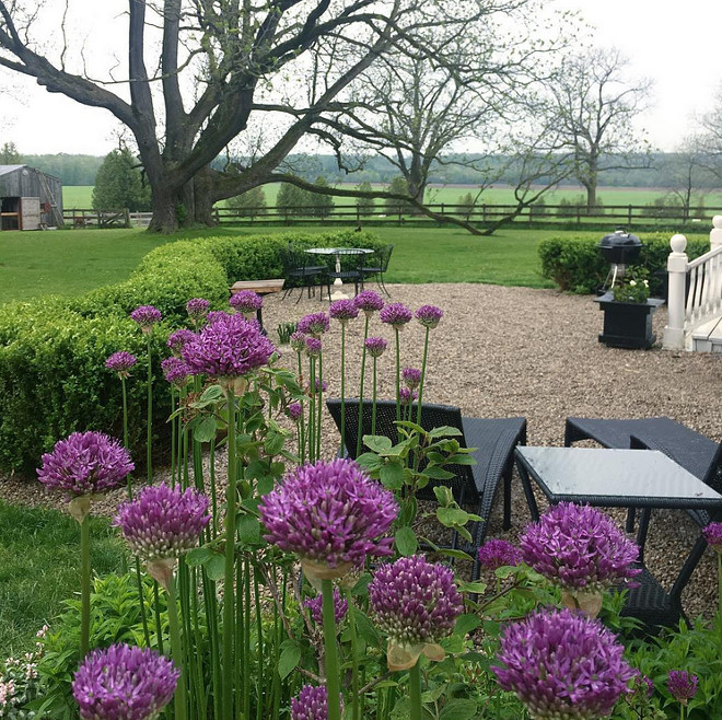 Farmhouse garden ideas. Alliums and gravel patio. Alliums #Alliums #farmhouse #farmhousegarden #farmhousegardens #farmhousegardenideas Home Bunch's Beautiful Homes of Instagram Cynthia Weber Design @Cynthia_Weber_Design