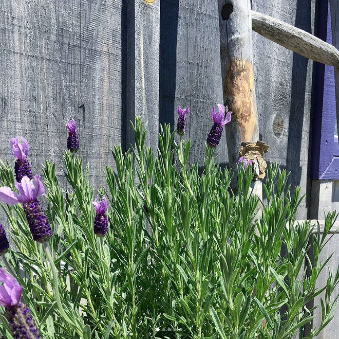 Gardens. Lavender against aged barnwood. Gardens. Lavender against aged barnwood. Gardens. Lavender against aged barnwood. #Gardens #Lavender #agedbarnwood #barnwood Home Bunch's Beautiful Homes of Instagram Cynthia Weber Design @Cynthia_Weber_Design
