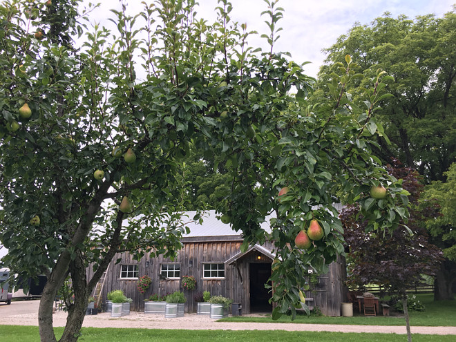 Herb Garden beside barn. Re-establishing the orchard is also something we are undertaking. I love seeing the buds form in early Spring knowing what is to come! Home Bunch's Beautiful Homes of Instagram Cynthia Weber Design @Cynthia_Weber_Design