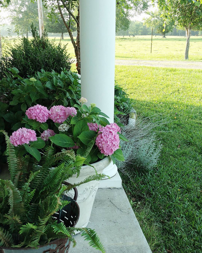 Hydrangeas. Hydrangeas Porch. Hydrangeas Planters #Hydrangeas #porch #planters Home Bunch's Beautiful Homes of Instagram @becky.cunningham.home