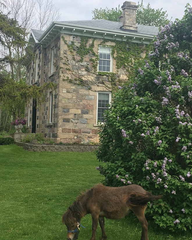 Miniature horse by historic stone farmhouse. Home Bunch's Beautiful Homes of Instagram Cynthia Weber Design @Cynthia_Weber_Design