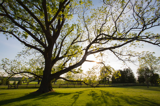 Old trees. Tree Photography. This Black Walnut tree guards over BannockBurn 1878. It has a trunk over 20 feet in circumference and sweeping limbs that seem to reach out and beg you to come sit and dream. #tree #photography Home Bunch's Beautiful Homes of Instagram Cynthia Weber Design @Cynthia_Weber_Design