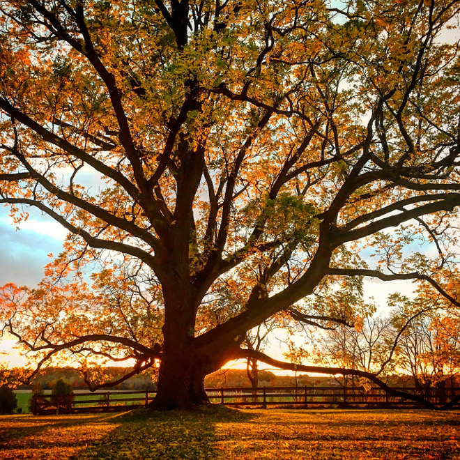 The Black Walnut tree in the backyard captured my heart the first time I saw it. It's trunk circumference is over 20 ft. and stretching limbs that reach out to form a canopy of more that 120 ft give a sense of both protection and wonder. Fall is when he really becomes a show off! Cynthia Weber Design