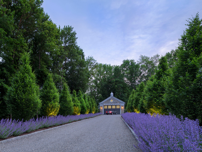 Catmint nepeta Catmint nepeta Driveway with Catmint nepeta