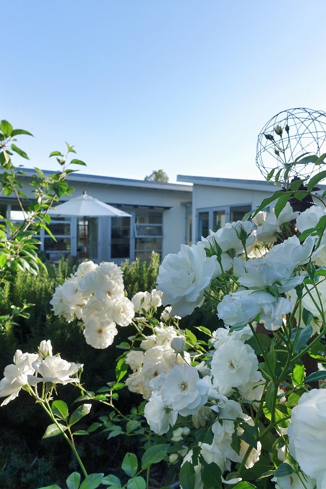 Garden White Roses White Roses Garden Ideas Landscaping White Roses #WhiteRoses