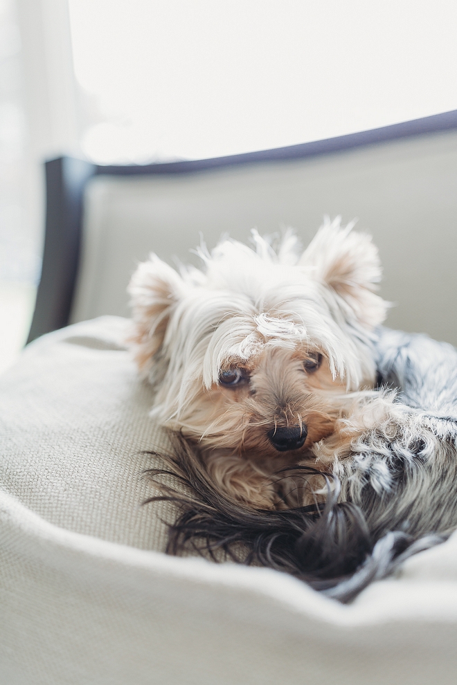 Yorkshire Terrier Dog