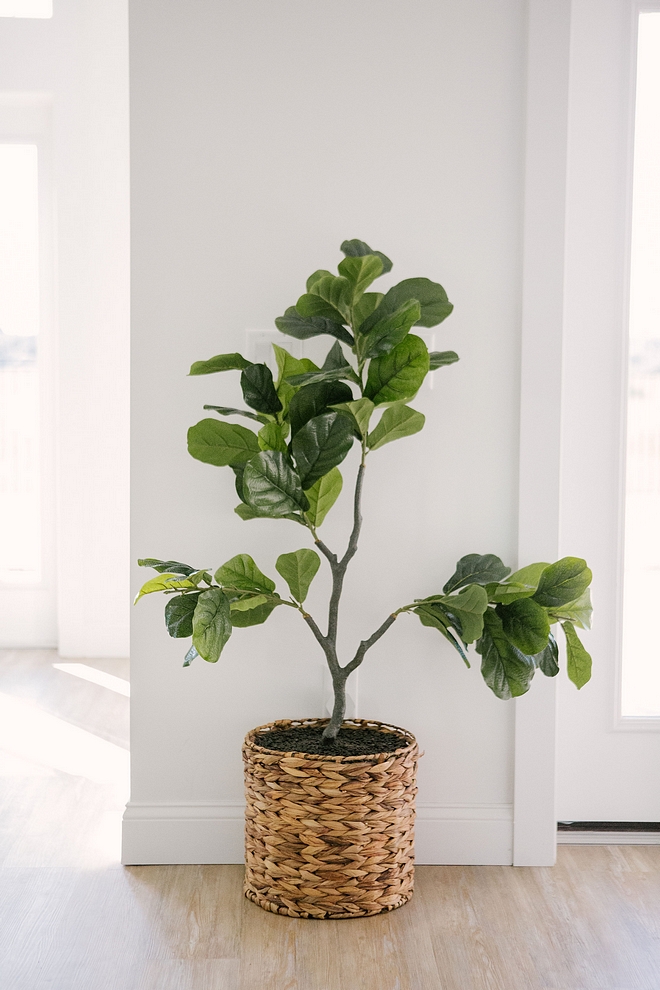 Fiddle Leaf tree A fiddle leaf tree can make any space feel more inviting and beautiful Fiddle Leaf tree Fiddle Leaf tree #FiddleLeaftree