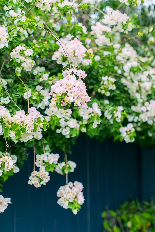 Plants New plants for backyard Plants by fence Garden Ideas Wisteria #garden #backyard #planst #fence #wisteria