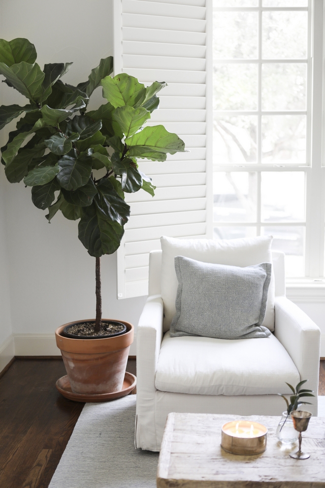 Indoor Plants Indoor Trees Fiddle Leaf Tree Indoor Plants Indoor Trees Care