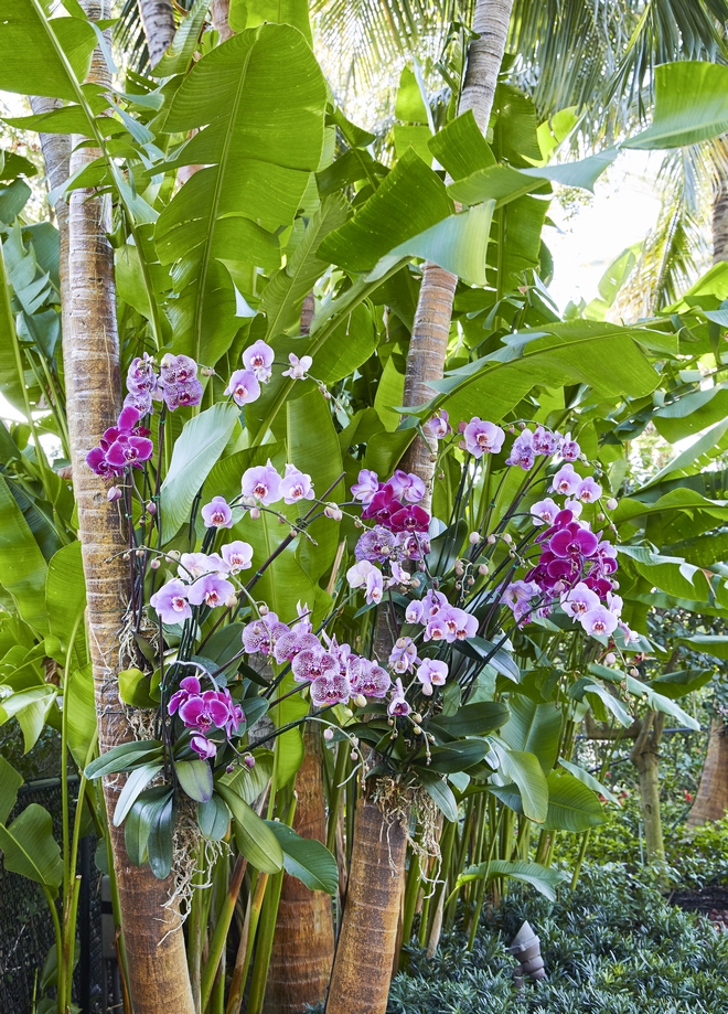 Seeing orchids hung on trees brings me many memories of my wonderful grandmother and grandfather They used to attach orchids to the trees in our home and they were the showstopper of our garden #orchids #tree