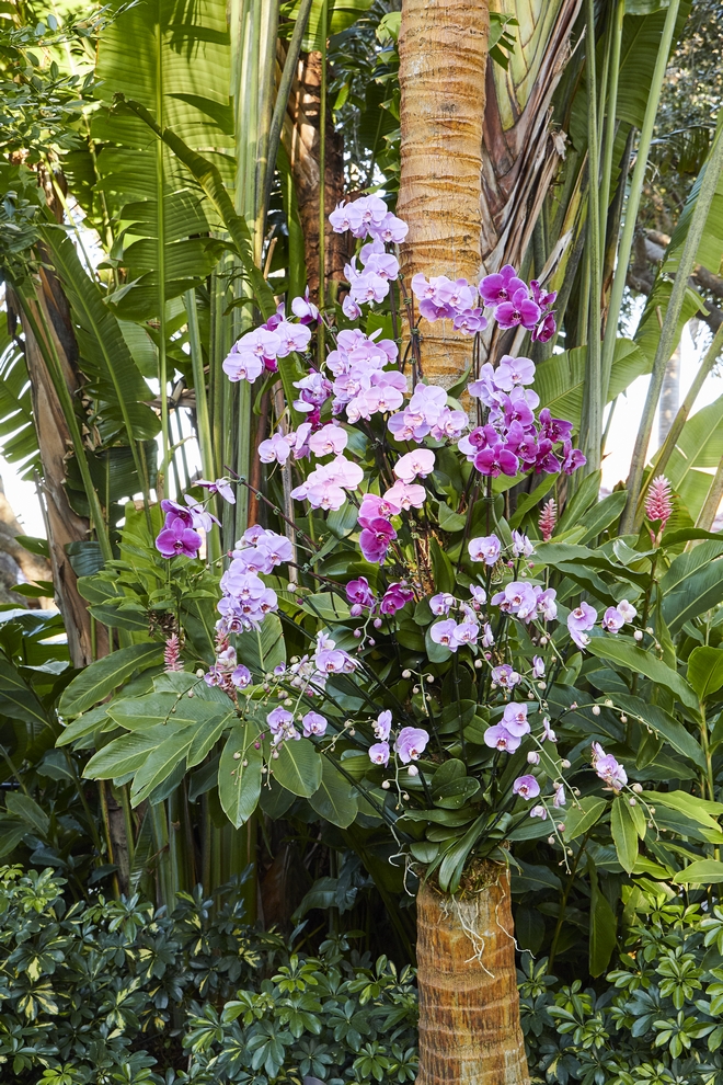 How to Hang Orchids on Trees Before anything you should choose a tall tree that gets the right amount of light and air Attaching the orchid on the south side of the tree trunk tends to be ideal for most species After this step you should attach the orchid with a strong nylon cord and mist the orchid's roots on a daily basis