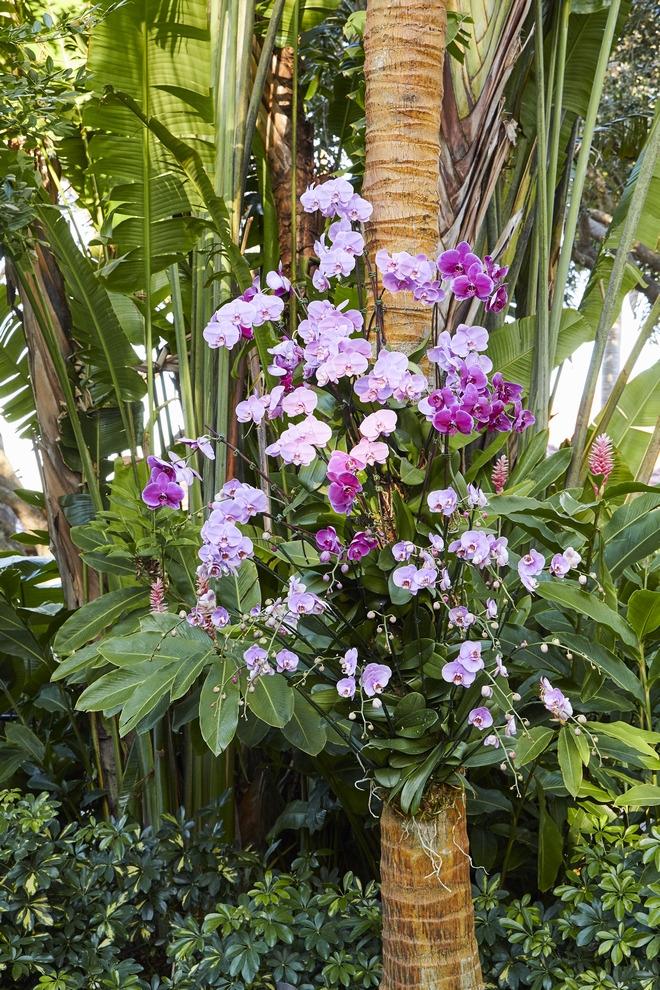 How to Hang Orchids on Trees Before anything you should choose a tall tree that gets the right amount of light and air Attaching the orchid on the south side of the tree trunk tends to be ideal for most species After this step you should attach the orchid with a strong nylon cord and mist the orchid's roots on a daily basis