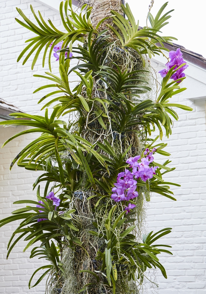 Orchids growing on trees Attaching orchids on trees is very beneficial to them because it allows them to get more sunlight and since they are not parasites orchids do not harm the trees they grow in #orchids #orchid #tree #garden