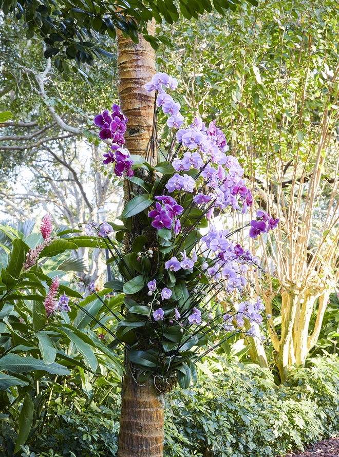 How to hang an orchid on a tree Things you will need to hang an orchid on a tree A strong cord preferably made out of nylon a ladder and a good orchid fertilizer