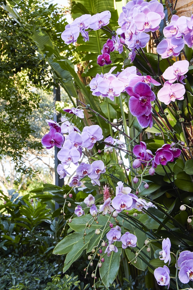 Orchids-hung-on-tree-trunk