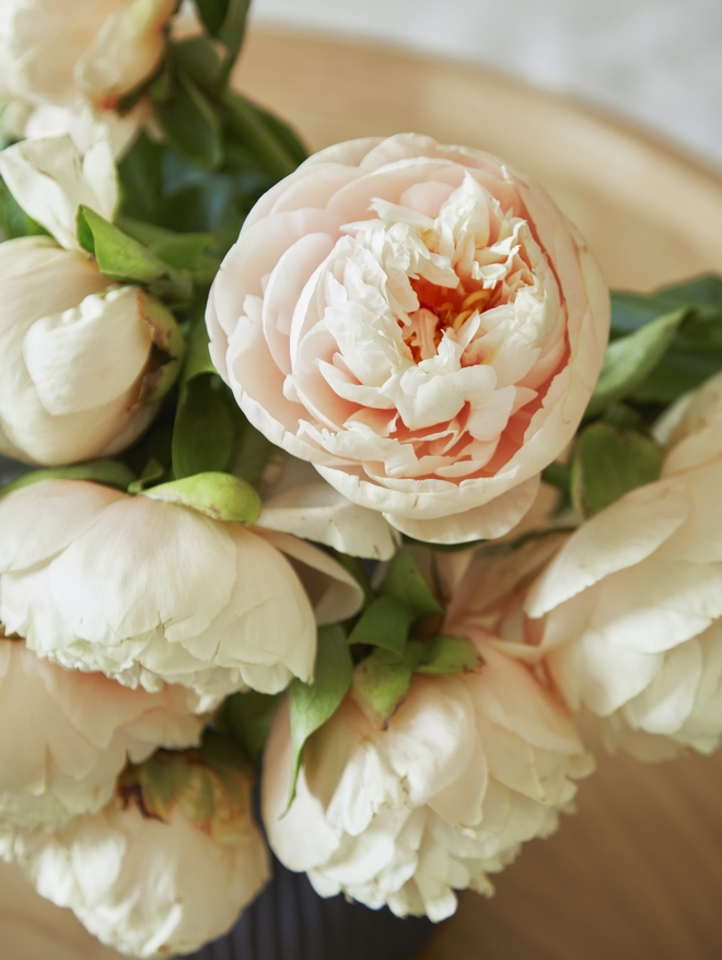 Ivory Blush Peonies Fresh Flowers Ivory Blush Peonies Fresh Flower Home Decor Ivory Blush Peonies Fresh Flowers Ivory Blush Peonies Fresh Flower Home Decor Ivory Blush Peonies Fresh Flowers Ivory Blush Peonies Fresh Flower Home Decor Ivory Blush Peonies Fresh Flowers Ivory Blush Peonies Fresh Flower Home Decor Ivory Blush Peonies Fresh Flowers Ivory Blush Peonies Fresh Flower Home Decor #Ivory #Blush #Peonies #FreshFlowers #FreshPeonies #Flowers #HomeDecor