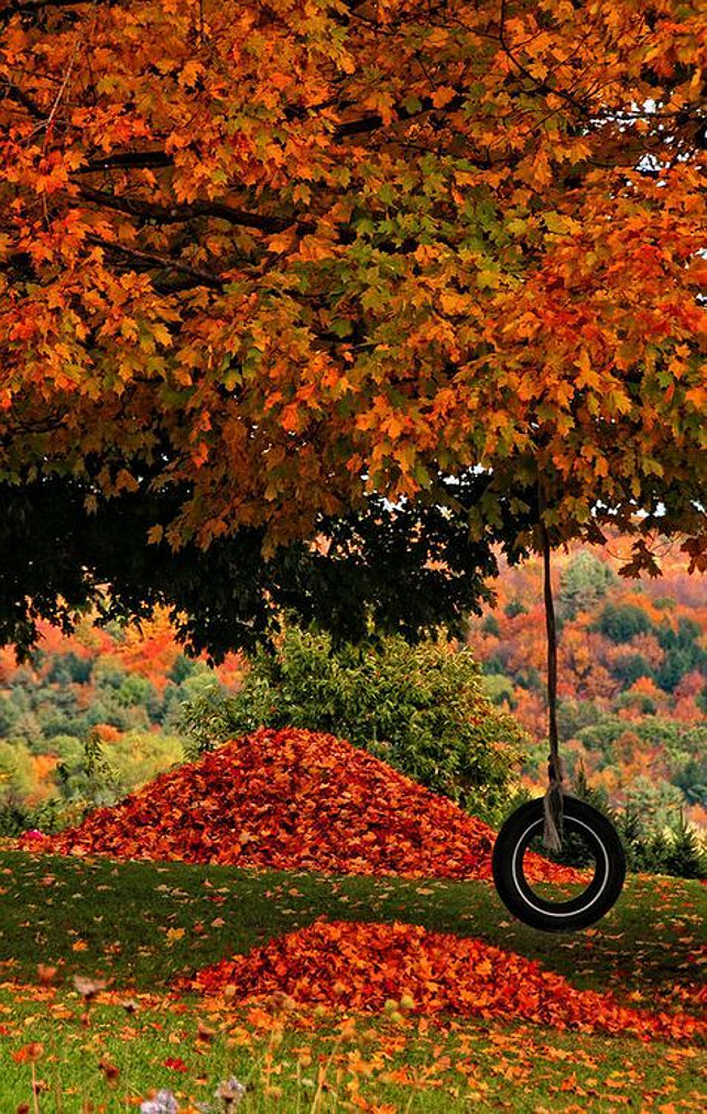 Herbstfarben. Baum. Fallen. BL. Über Blumen Garten Liebe