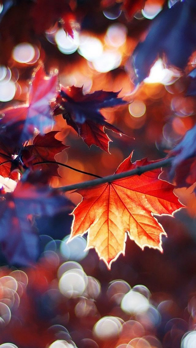 Fall. Falde. Blad. Farver af efteråret. # Fall