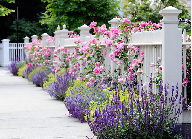 Front Yard Plants. Front Yard Plant Ideas. The chartreuse is Lady's Mantle, Pink roses, lavender catmint or nepeta and the darker purple is a salvia. #FrontYard #Plants #Garden #Landscaping Dabah Landscape Designs