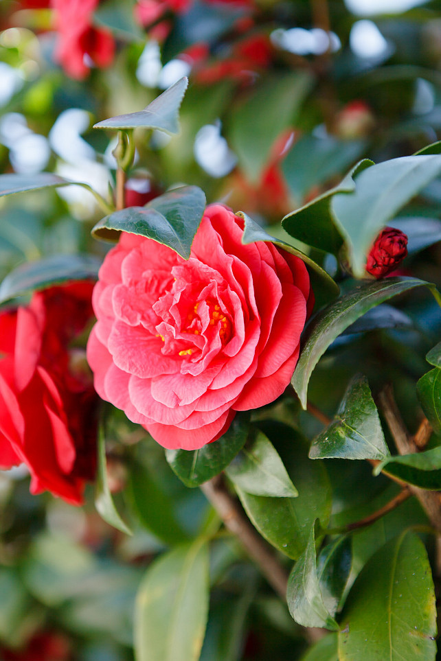 Red Flower. Ashlee Raubach Photography.